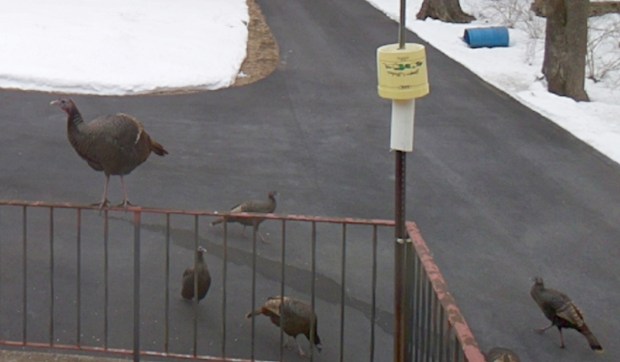 Turkey on patio rail