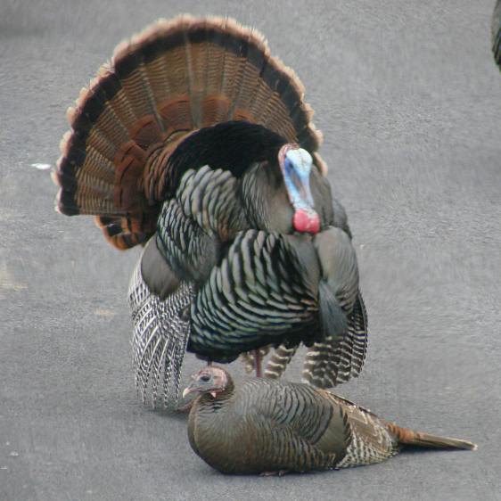  Turkey mating - invitation