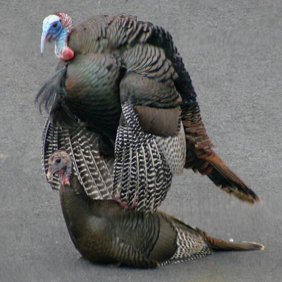 Turkey mating - mounting