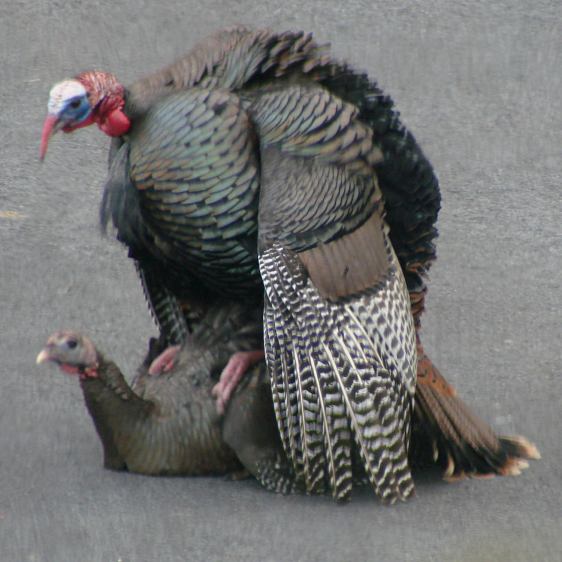 Turkey mating - massage