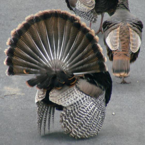 Turkey mating - aftermath