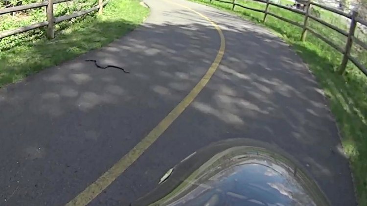 Black Snake on Rail Trail - 2017-04-28