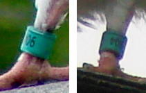 Mystery Pigeon - leg band composite