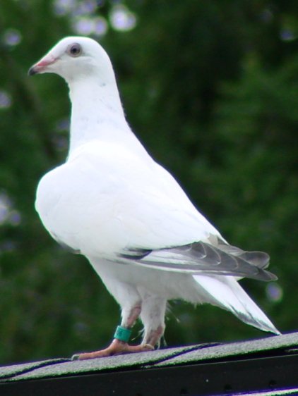 Mystery Pigeon - on roof ridge