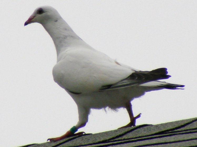 Mystery Pigeon - walking on roof ridge