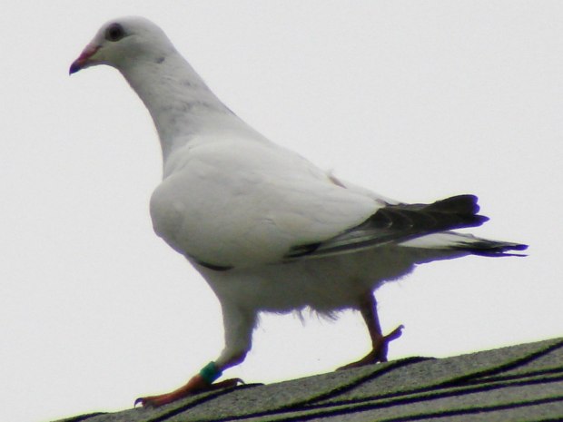 Mystery Pigeon - walking on roof ridge