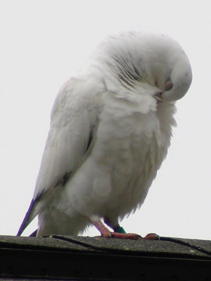Mystery Pigeon - body maintenance