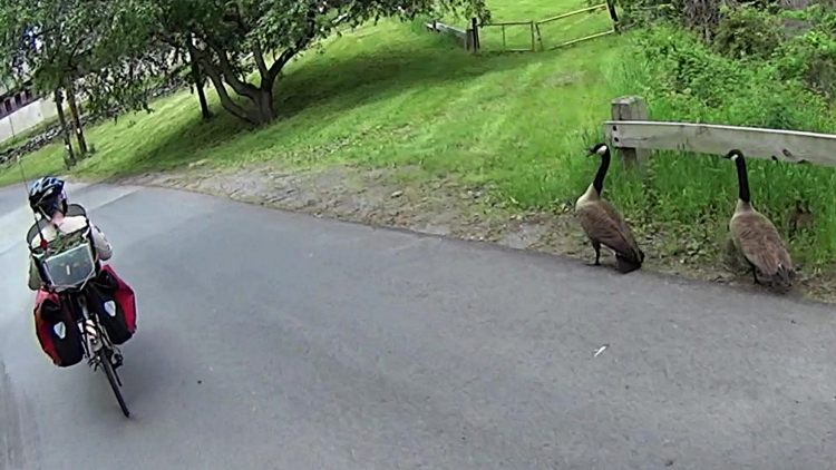 Geese at Vassar Farm Pond 2017-05-21 - detail