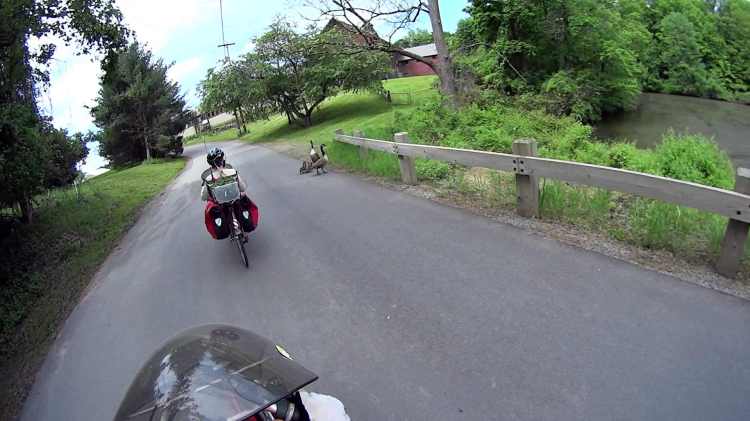 Geese at Vassar Farm Pond 2017-05-21