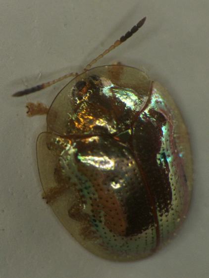 Golden Tortoise Beetle - left top - dark