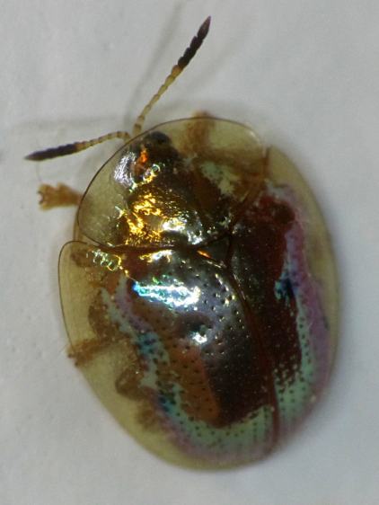 Golden Tortoise Beetle - left top - light