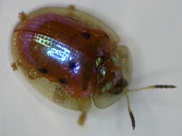 Golden Tortoise Beetle - right top