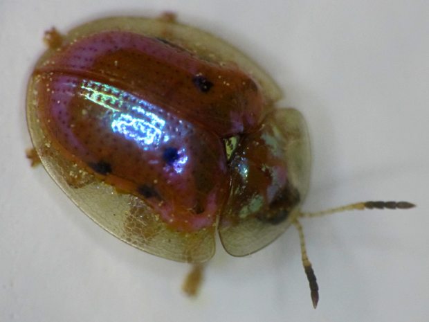 Golden Tortoise Beetle - right top