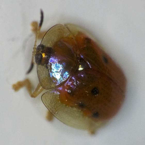 Golden Tortoise Beetle - left front