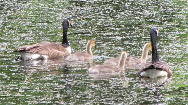 Goslings at Vassar Farm Pond - 2017-06-04 - alert