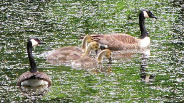 Goslings at Vassar Farm Pond - 2017-06-04 - family