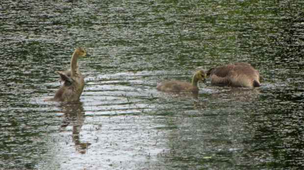 Goslings at Vassar Farm Pond - 2017-06-04 - wing exercise