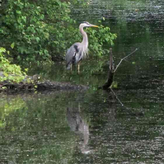 Great Blue Heron - ruminating