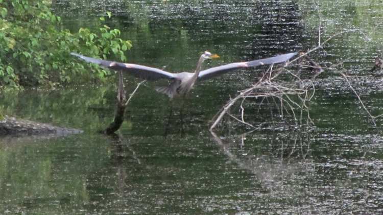 Great Blue Heron - takeoff
