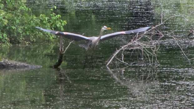 Great Blue Heron - takeoff