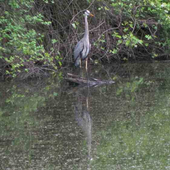 Great Blue Heron - idling