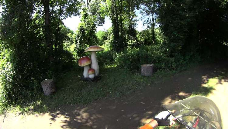 Vassar Farm Mushrooms