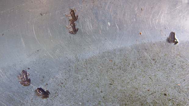 Small frogs in bowl