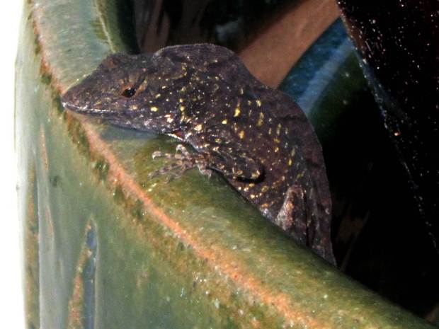 Mystery frilled lizard - detail
