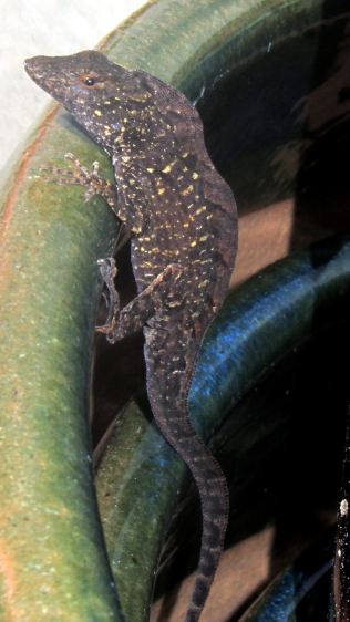 Mystery frilled lizard