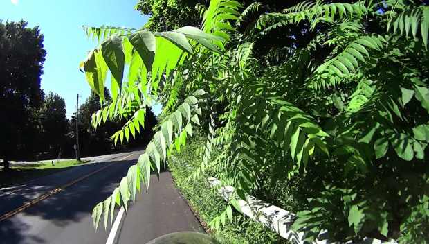 Rt 376 - SB at Walker - Overgrowth - 2017-07-09