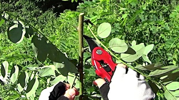 Rt 376 - SB at Walker - Thorns - 2017-07-09