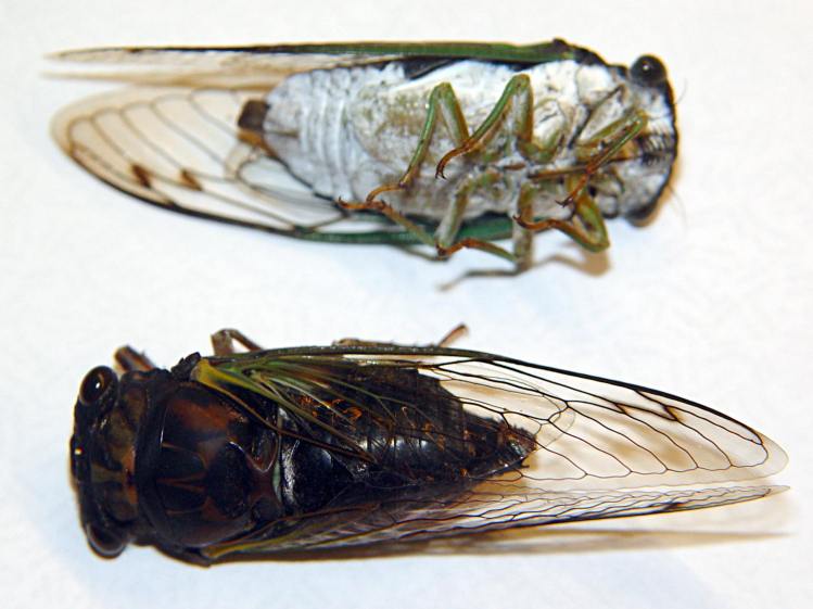 Cicadas