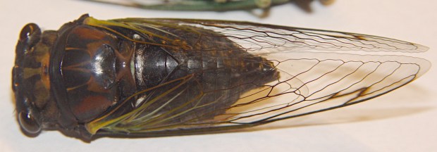 Cicada 2 - dorsal
