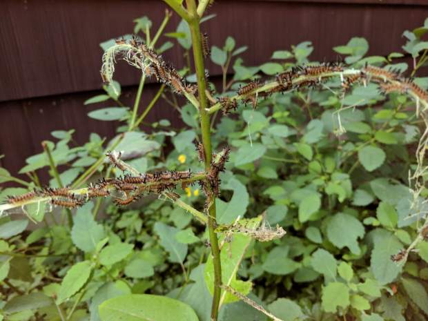Milkweed Tussock Moth Caterpillars