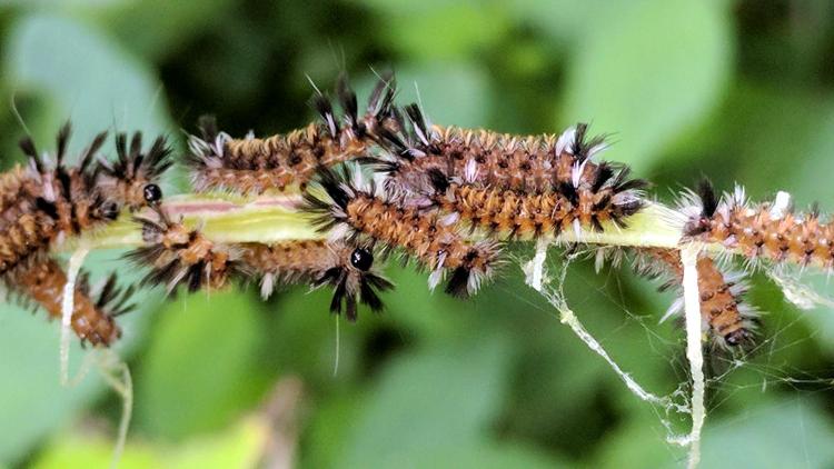 Milkweed Tussock Moth Caterpillars - detail