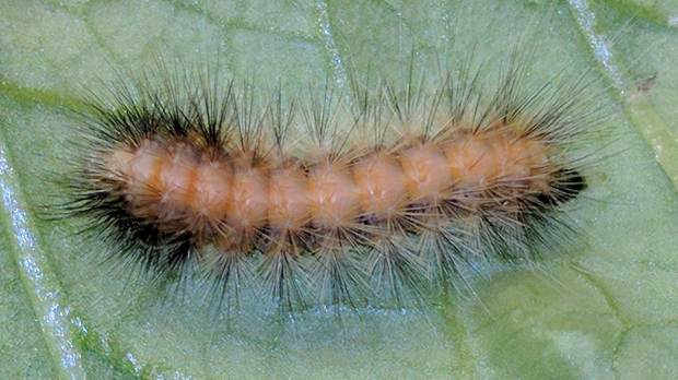 Mystery Caterpillar - pale morph