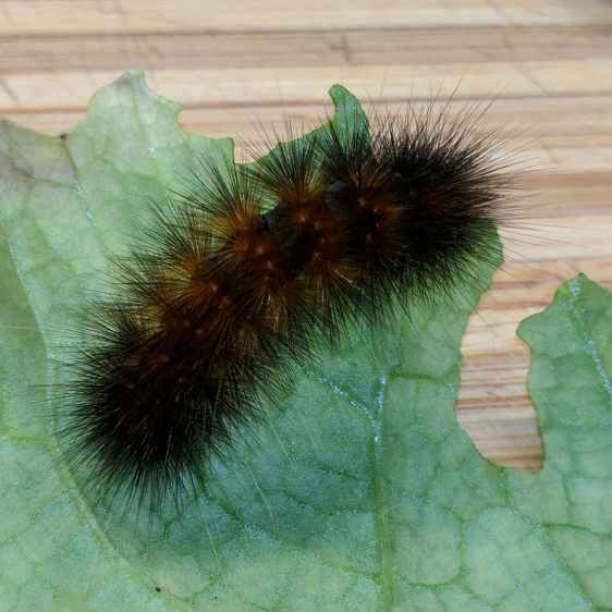 Mystery Caterpillar - black morph