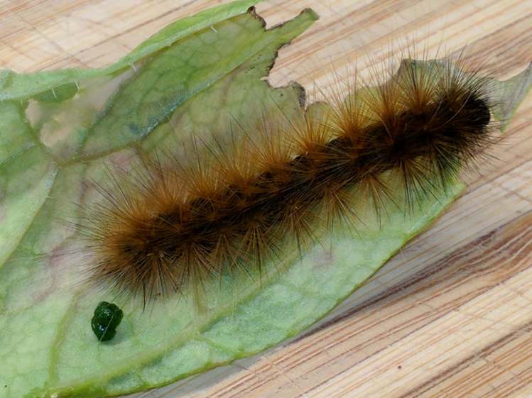 Mystery Caterpillar - brown morph