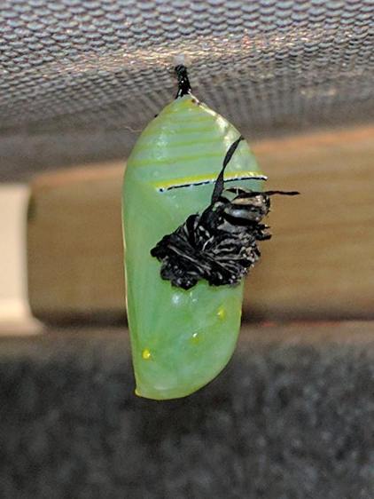 Monarch Chrysalis - with skin