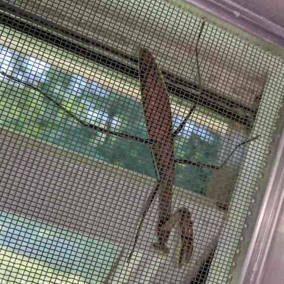 Praying Mantis on screen
