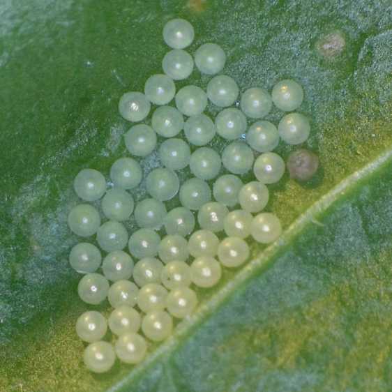 Mystery Caterpillar - eggs on Swiss Chard
