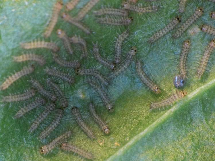 Mystery Caterpillar - hatched