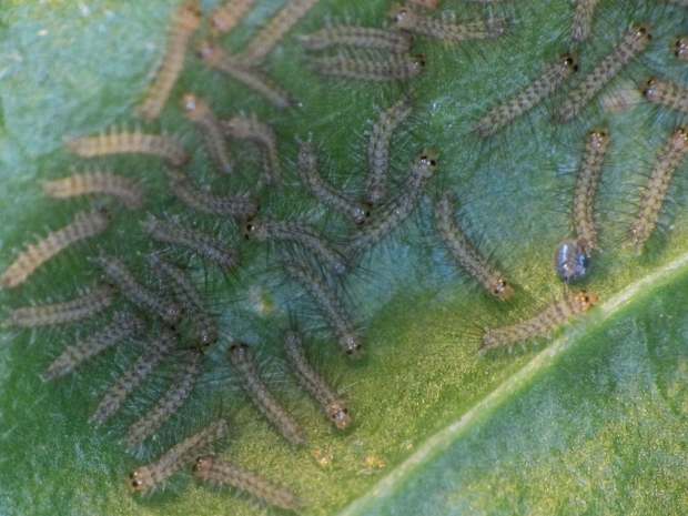 Mystery Caterpillar - hatched