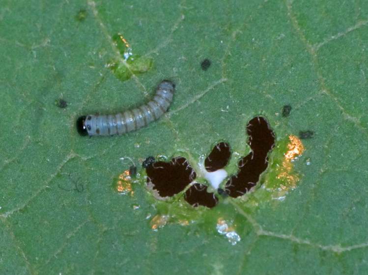 Monarch caterpillar - 3 mm - 2017-08-02