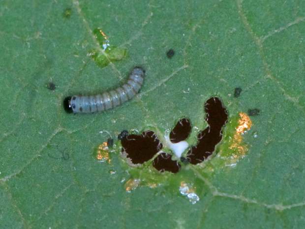 Monarch caterpillar - 3 mm - 2017-08-02