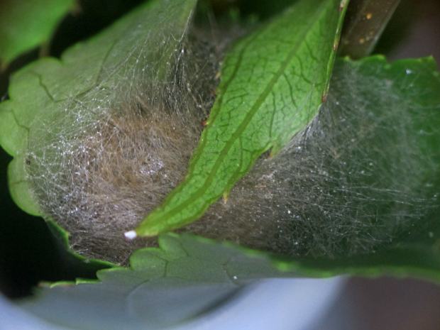 Mystery Caterpillar - Cocoon 1