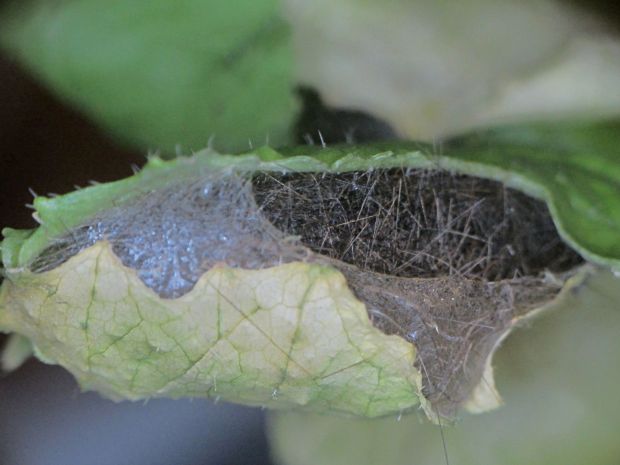 Mystery Caterpillar - Cocoon 2