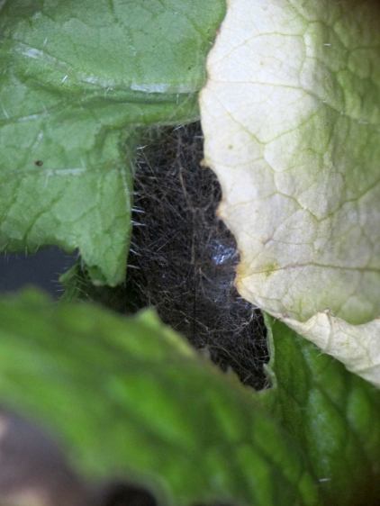 Mystery Caterpillar - Cocoon 3