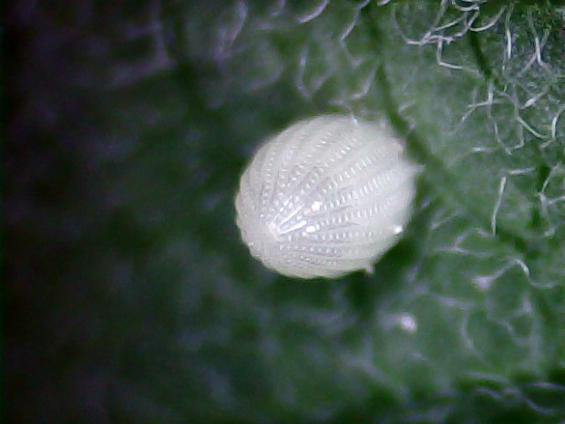 Monarch Butterfly Egg on Milkweed Leaf - 2017-07-29