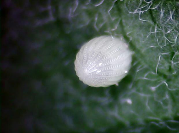 Monarch Egg - focus stacked